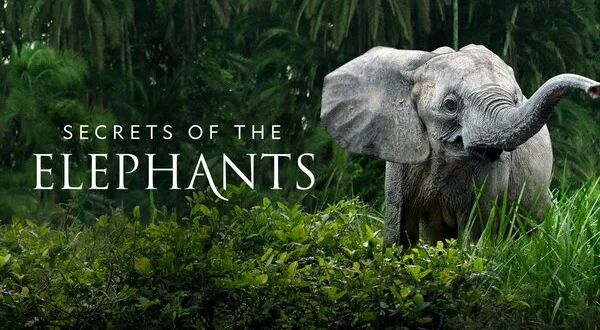Secrets of the Elephants