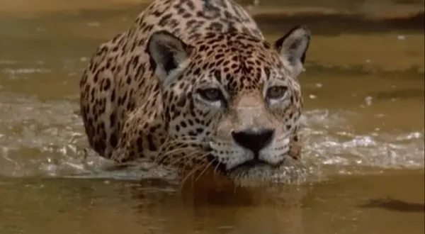 Wildest: Latin America