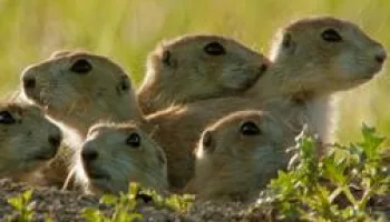 Die Welt der Hörnchen