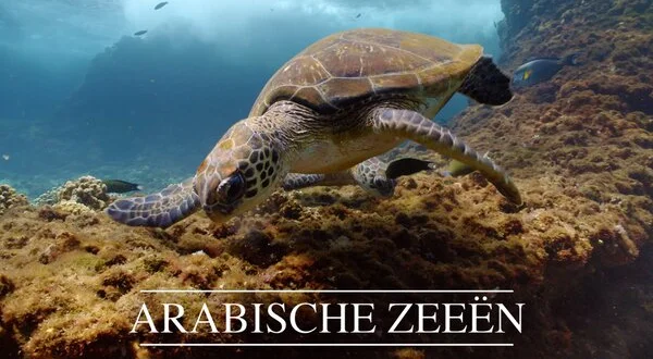 Arabische zeeën
