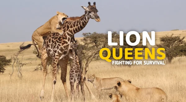Lion Queens: Fighting For Survival