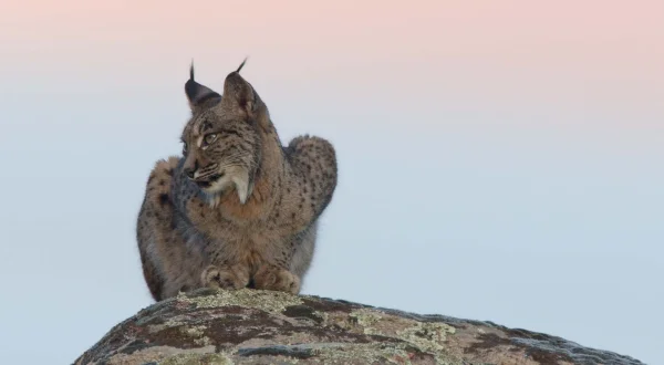 Land of the Iberian Lynx