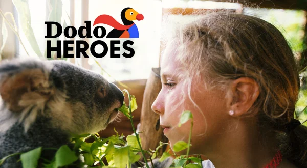 Dodo Heroes
