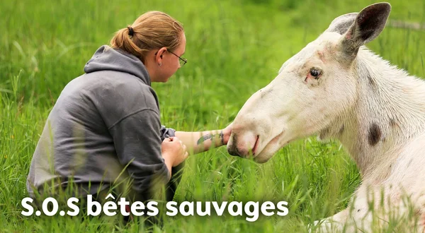 SOS bêtes sauvages