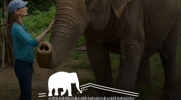 L'hôpital des éléphants