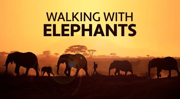 Walking with Elephants