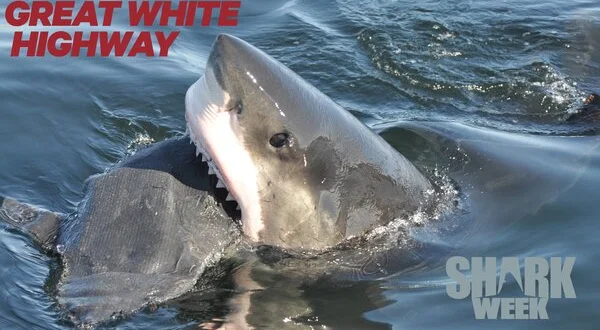 Great White Highway