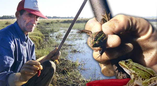 El ranero y su curiosa pesca de ranas con una media roja. De la charca a la cocina: ancas de rana