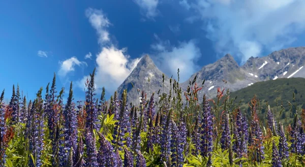 Gärten der Alpen