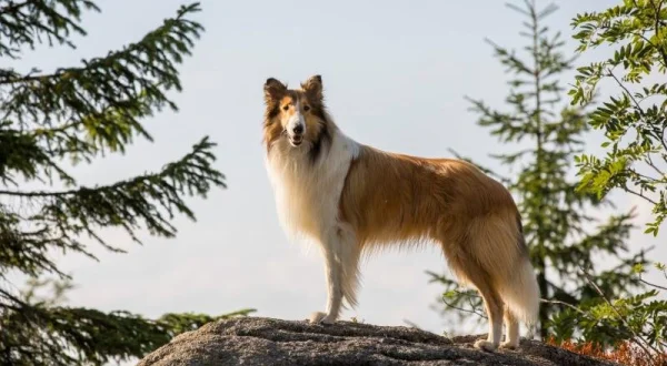 Lassie se vrací