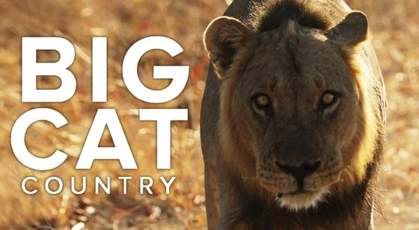 Big Cat Country