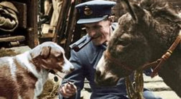 39-45, les animaux dans la guerre