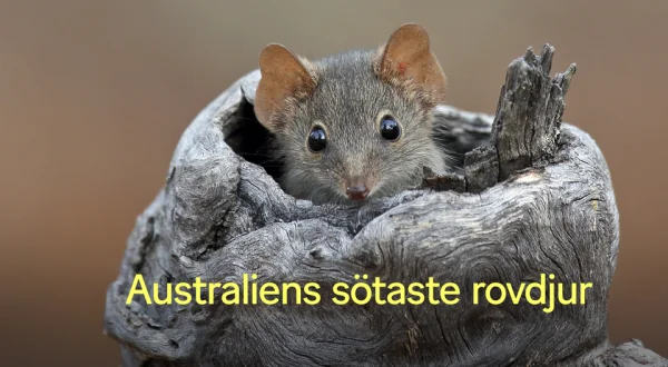 Australiens sötaste rovdjur