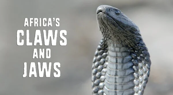 Africa's Claws & Jaws