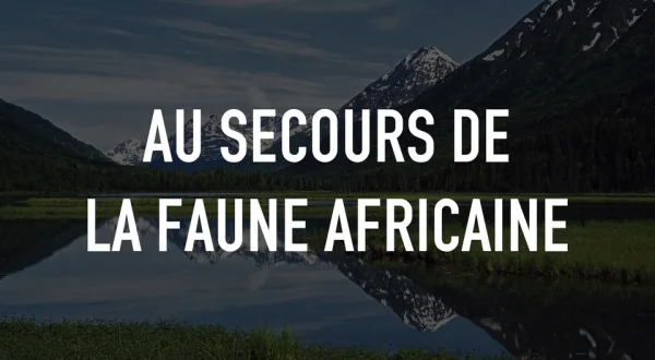 Au secours de la faune africaine
