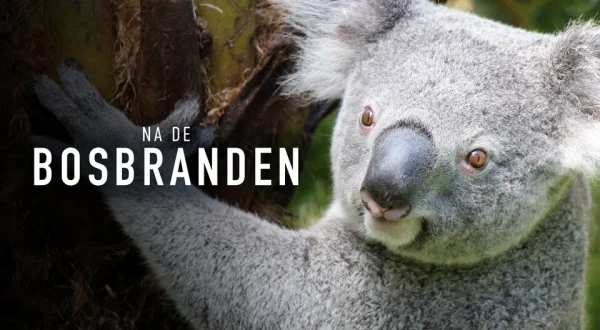 Na de bosbranden