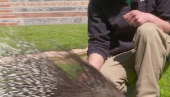 Animalades, un món bestial