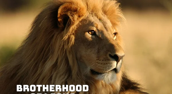 Brotherhood of Lions