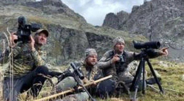 Derniers mouflons des Alpes?