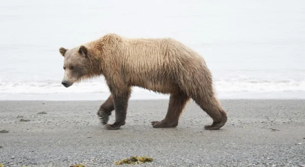Tracker Diaries – Die Bären von Alaska