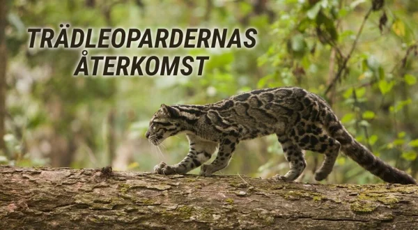 Trädleopardernas återkomst