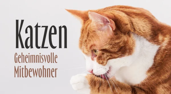 Katzen – Geheimnisvolle Mitbewohner