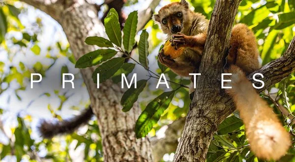 Primates