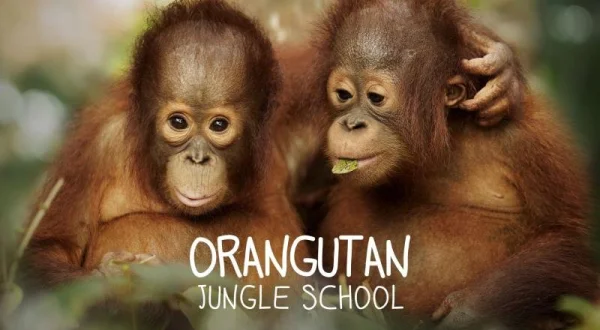 Orangutaní škola v džungli