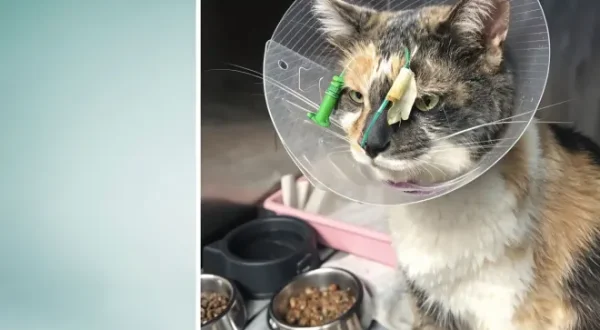 La vie secrète des chats