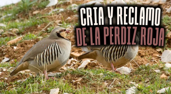 Cria Y Reclamo De La Perdiz Roja