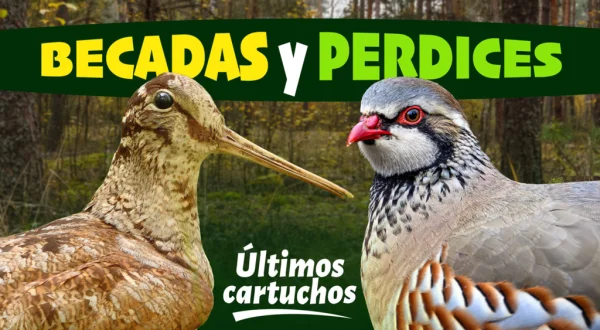 Becadas y perdices, últimos cartuchos