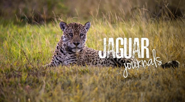 Jaguardagbøker