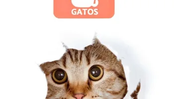 Cosas que los gatos odian más de sus dueños