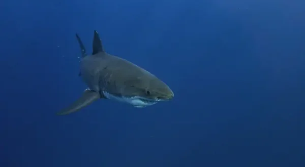 L'oasis aux requins