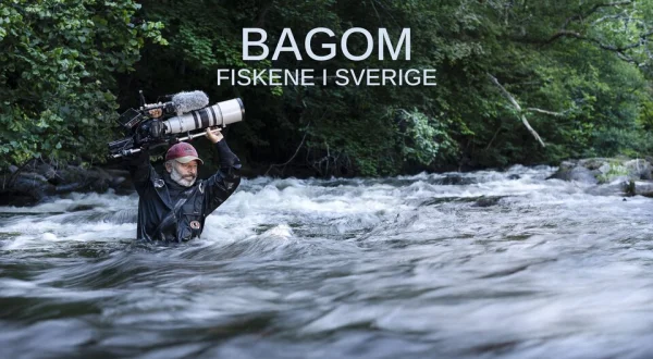 Bagom: Fiskene i Sverige