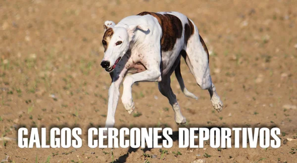 Galgos Cercones Deportivos