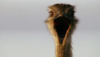 Attenboroughs schräge Vögel