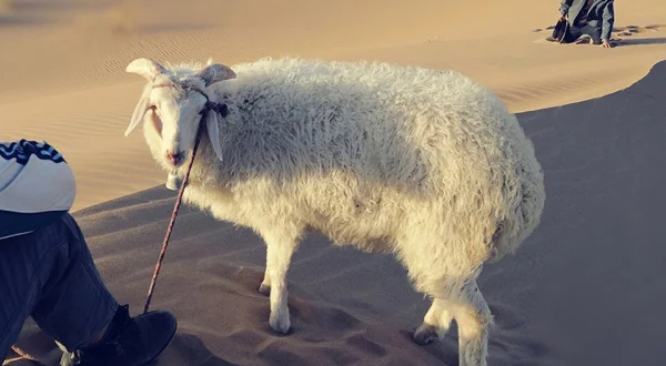 White Sheep in the Car