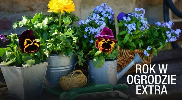 Rok w ogrodzie Extra