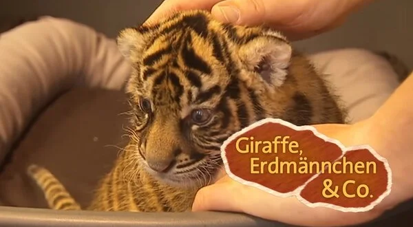 Giraffe, Erdmännchen & Co.
