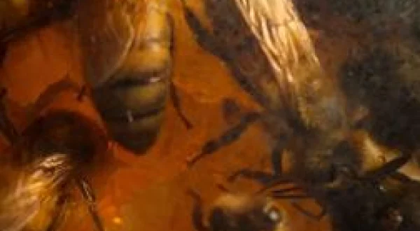 Les secrets des abeilles