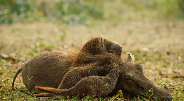 Kalahari: Land der geheimen Allianzen