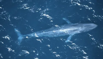 Blue World
