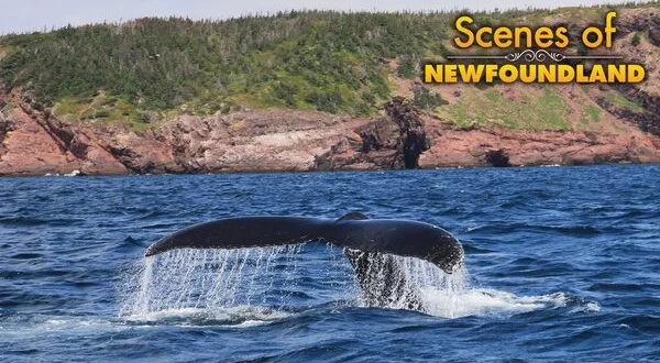 Scenes of Newfoundland