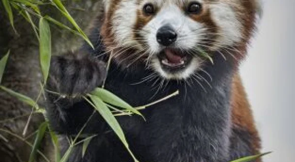 One Zoo Three: Día de deporte