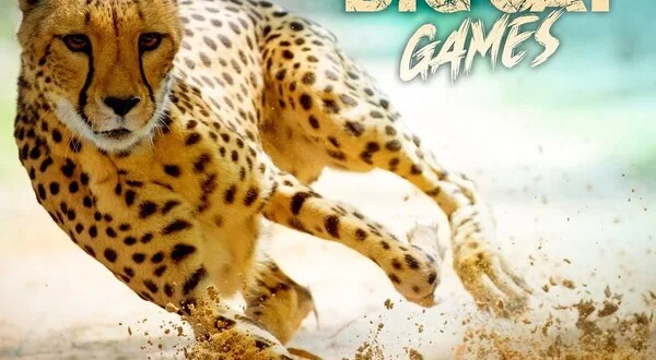 Big Cat Games
