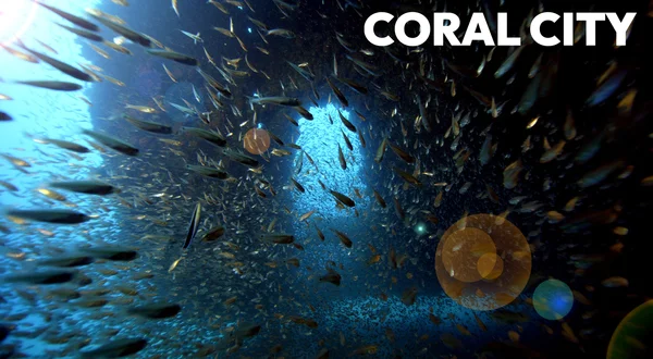 Coral City