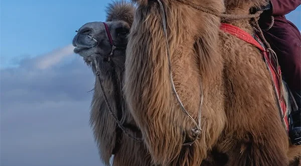 Avventura nel deserto con Gordon Buchanan