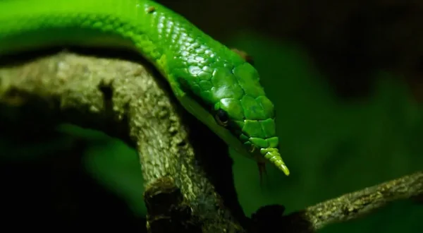 Αγριο Βιετνάμ | Wild Vietnam