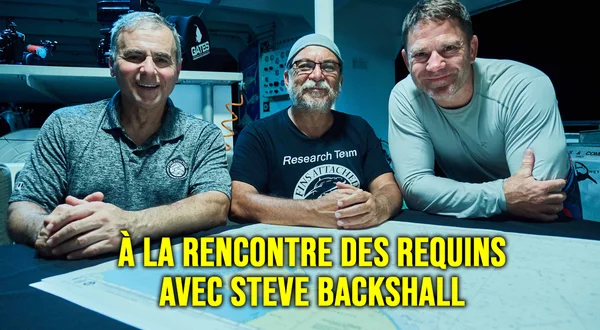 À la rencontre des requins avec Steve Backshall
